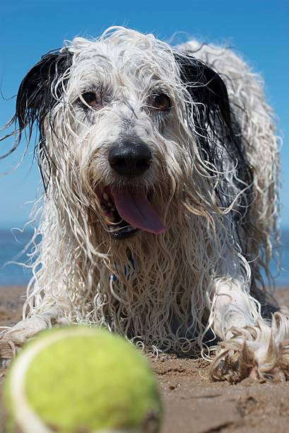 istock Bearded Collie Wet looking at tennis ball 149057526