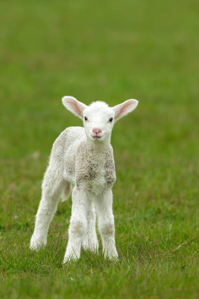 istock Close up portrait of a newborn lamb in Springtime, facing front with a quizzical expression.  Clean, green background 1490578478
