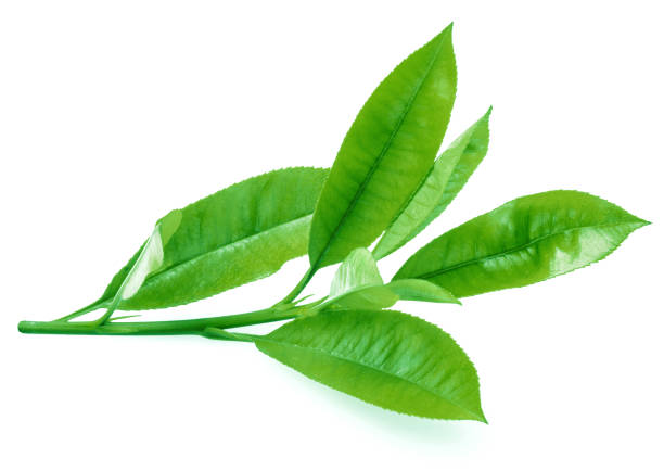istock Fresh tea leaves isolated on white background. Closeup. 1490578760