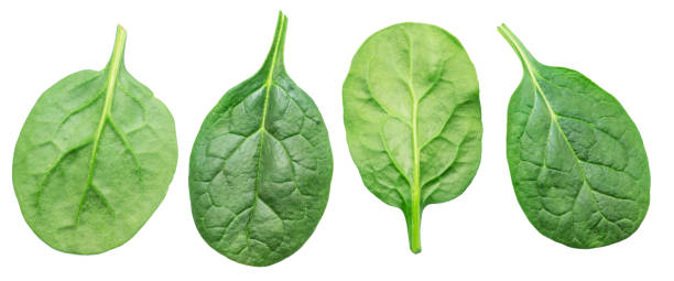 istock Set of four spinach leaves isolated on white background. 1490578891