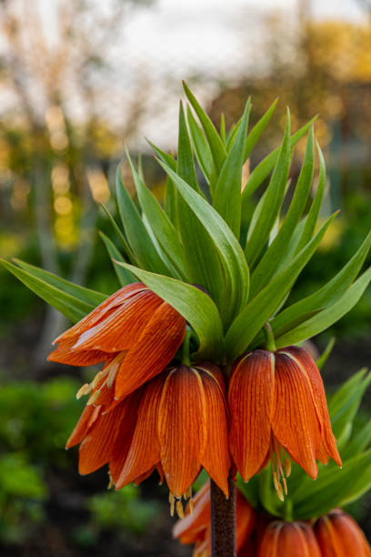 istock flower bell with green leaves 1490578908