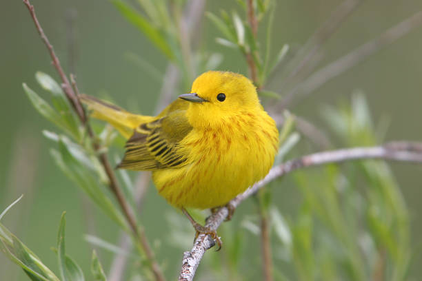 Spring male Yellow Warbler A bright, inquisitive male Yellow Warbler in spring foliage. Common backyard bird across North America. song sparrow stock pictures, royalty-free photos & images