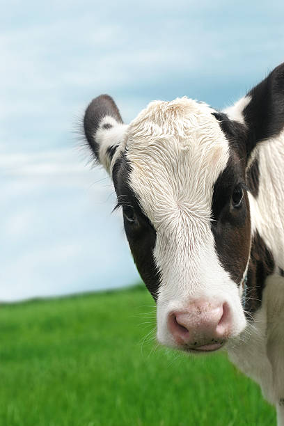 calf stock photo