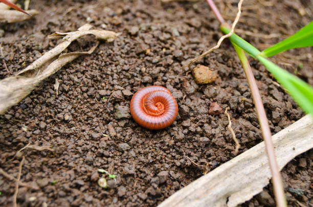A young millipede that rolls its body on the ground