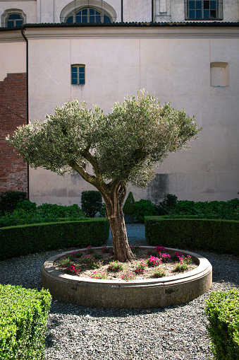 Flowerbed with olive tree in the centre