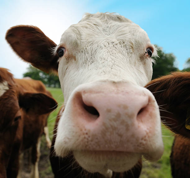 istock Close-up of funny cow nosing the camera 149058145