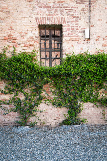 istock Brick wall with window and climbing plant 1490581592