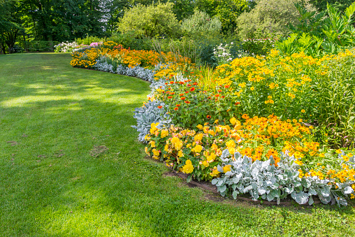 Beautiful English cottage garden, colorful flowering plant on smooth green grass lawn and group of evergreen trees in good care maintenance landscaping of a public park under white sky