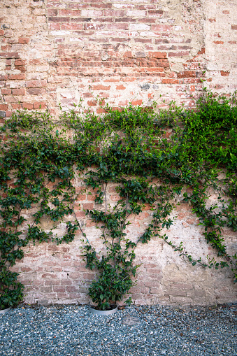 brick wall with copy space framed by Ivy