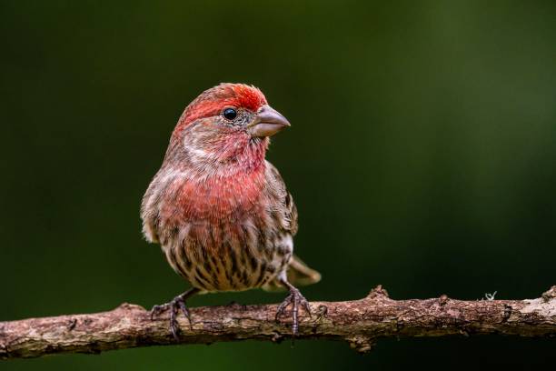 House finch (Haemorhous mexicanus) atop a branch of a tree in its natural habitat A house finch (Haemorhous mexicanus) atop a branch of a tree in its natural habitat haemorhous mexicanus stock pictures, royalty-free photos & images