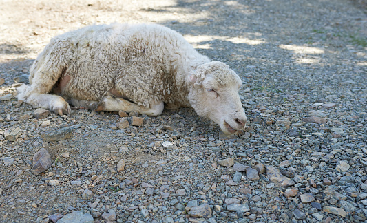 A sheep grazes on hay in Williamsburg, Virginia.