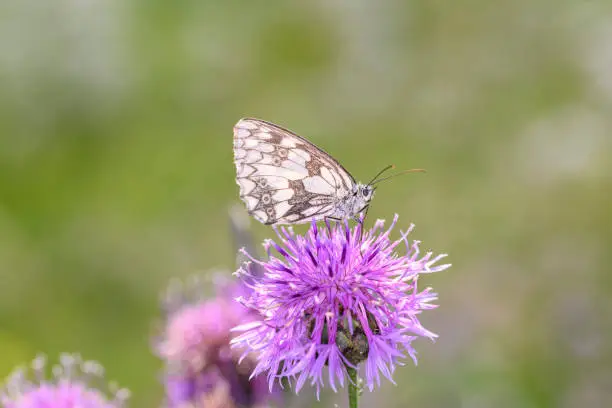 The marbled white - Melanargia galathea sucks nectar with its trunk from the blossom of the Centaurea scabiosa, the greater knapweed