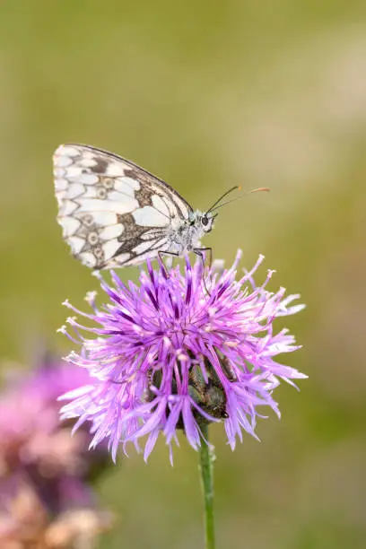 The marbled white - Melanargia galathea sucks nectar with its trunk from the blossom of the Centaurea scabiosa, the greater knapweed