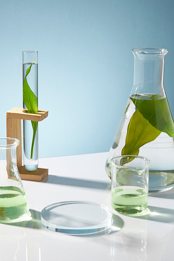 Laboratory concept with equipment - test tube, beaker, erlenmeyer flask are containing seaweed leaves on blue background. Space for display cosmetic of seaweed extract with empty transparent podium.