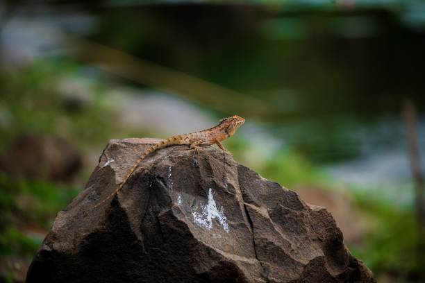 istock Small reptile atop a rocky surface surrounded by lush green vegetation 1490581990
