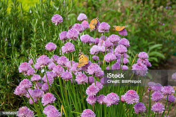 Farfalle - Fotografie stock e altre immagini di Farfalla - Farfalla, Orto delle erbe, Ambientazione esterna
