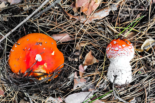 Mushroom poisonous amanita muscaria grows in the autumn forest.