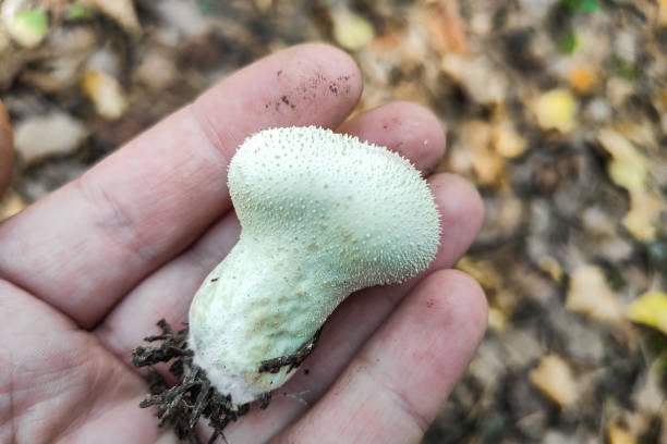 istock Lycoperdon perlatum mushroom in the forest close-up 1490583343