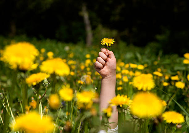hand of child and spring meadow