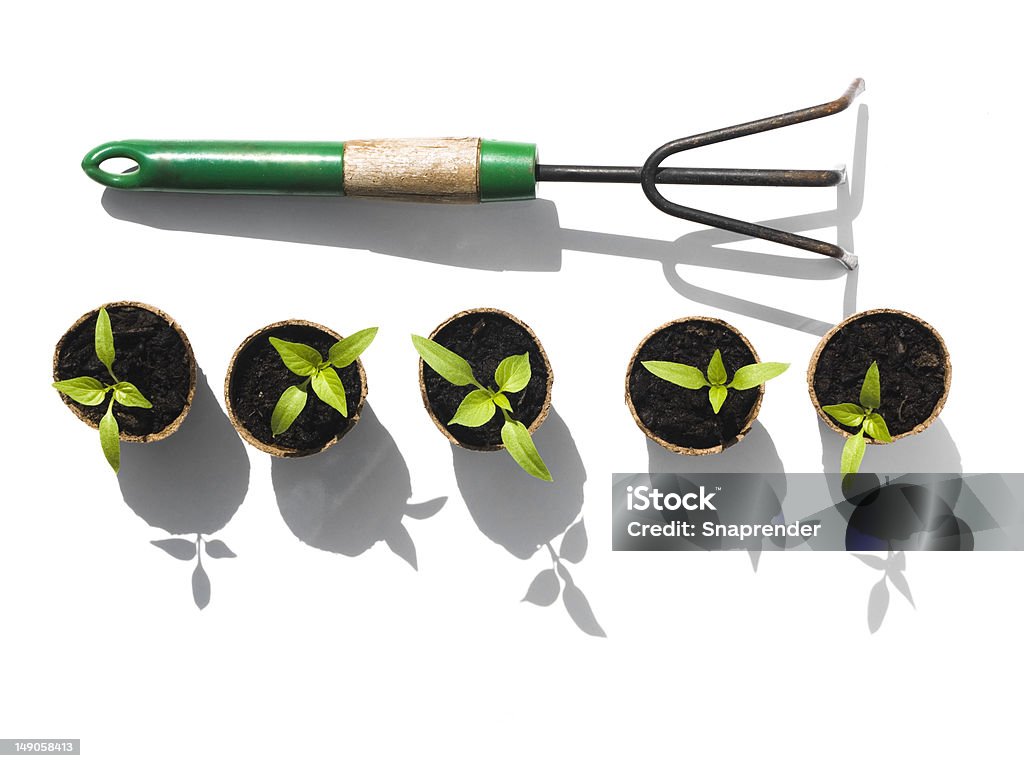 Bell Pepper des graines avec Râteau - Photo de Flore libre de droits