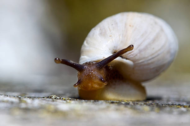 Caracol na natureza - fotografia de stock