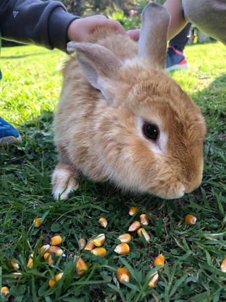 istock A bunny at Dos Marias Farm, in Batan. 1490587863