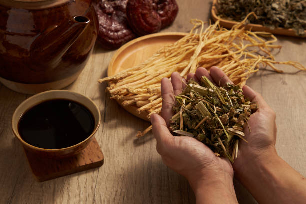 TRADITIONAL MEDICINE Hand model is holding Chinese motherwort with a bowl of medicine beside. Dangshen, lingzhi mushroom and a earthen pot arranged. Chinese herbal therapy codonopsis pilosula stock pictures, royalty-free photos & images