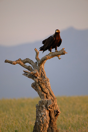 Spanish imperial eagle or Adalbert's Eagle