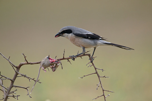 Great grey shrike with a mouse stuck in the thorns