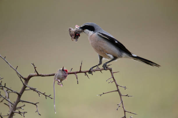 istock Great grey shrike with a mouse stuck in the thorns 1490588945