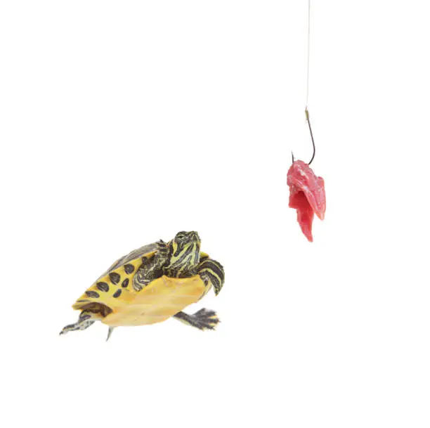 Photo of Water turtle and a fishing hook with meat