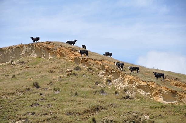 cattle skyline stock photo