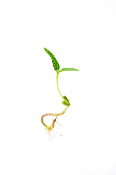 istock Mung young plant with root close up. Green gram sapling on white background. Homegrown sprout of mung bean macro shot. Vigna radiata young plant. 1490591004