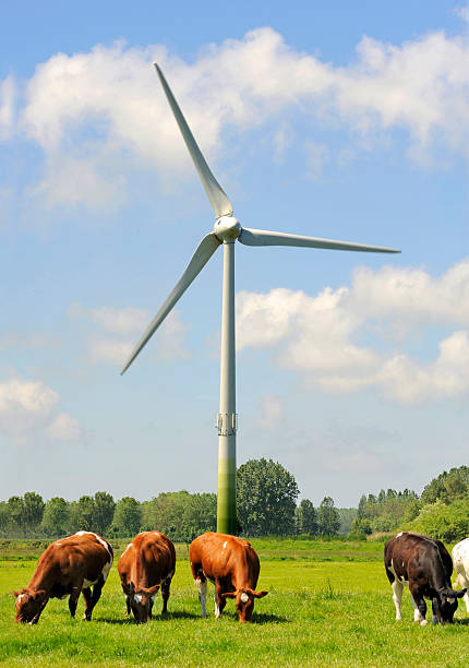 turbinas eólicas y holandés vacas - cow field dutch culture netherlands fotografías e imágenes de stock