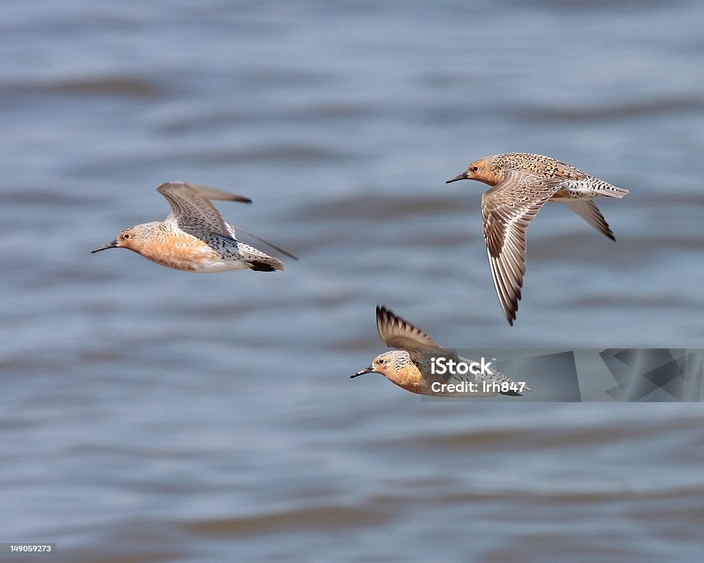 Knot In Flight Red Knots In Flight Stock Photo - Download Image Now - Animal Migration ...