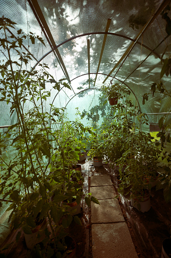 Empty greenhouse with varieties of plants