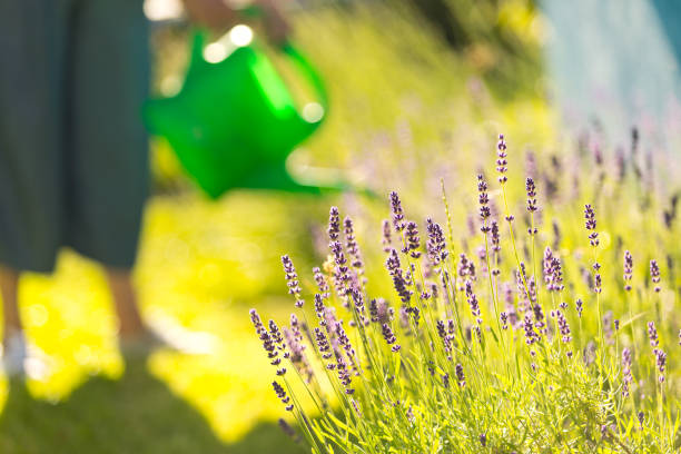 Fresh purple lavender flowers in garden with defocused woman in the background.