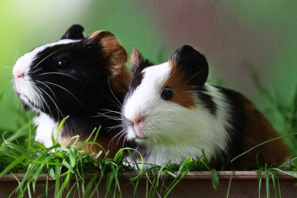 Close-up image of pair of sow, American tricolour guinea pig pups, young, black, ginger and white cavies sat in grey rectangular tray full of cut grass, looking at camera, blurred green background, focus on foreground stock photo