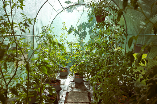 Greenhouse with varieties of potted plants