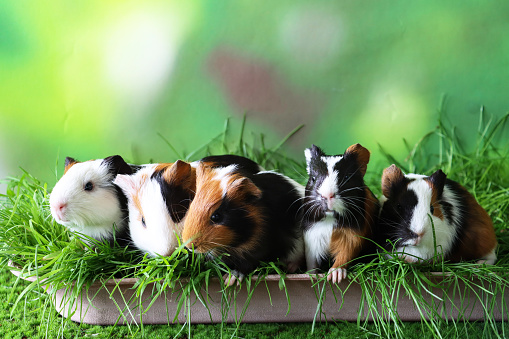 Stock photo showing close-up view of a row of five, short haired American tricoloured guinea pigs (Cavia porcellus) sat in a rectangular tray full of grass.