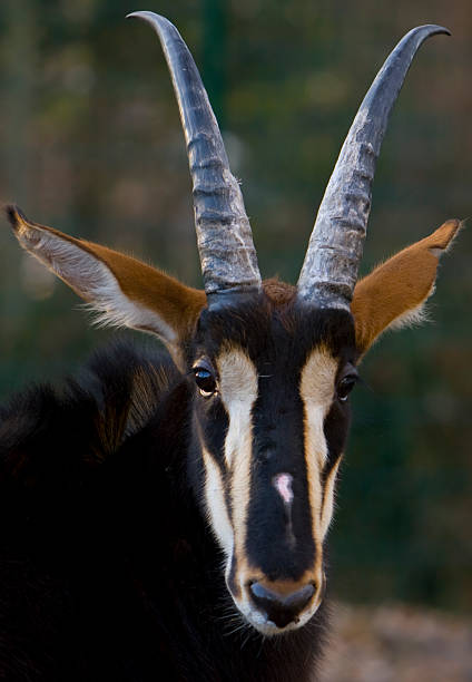 Sable Antelope stock photo