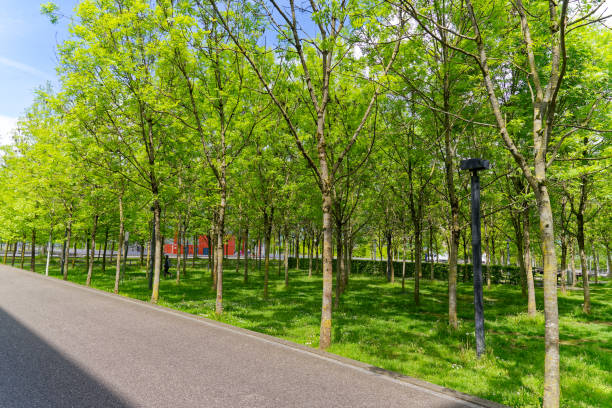istock Idyllic park at Swiss town at noon. 1490593700