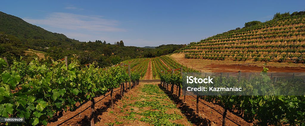 Zwischen der Vines - Lizenzfrei Agrarbetrieb Stock-Foto