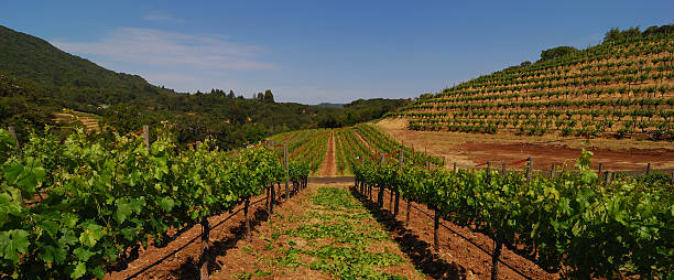 между vines - vineyard sonoma county california panoramic стоковые фото и изображения