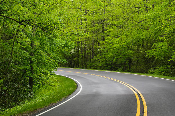 A curving road with a lot trees stock photo