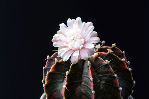 Beautiful natural cactus flower in full bloom in a macro shot against a dark blackground.