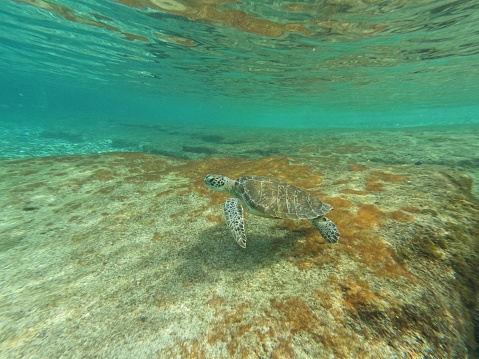 A sea turtle swimming in the shallow turquoise waters of a sandy beach, with a picturesque backdrop of a bright blue sky and lush greenery