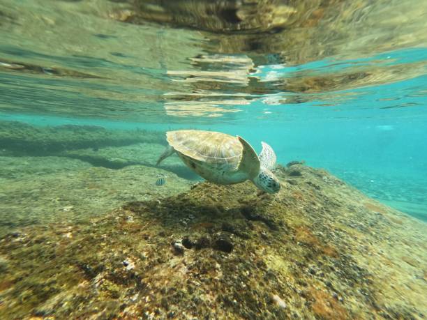 istock a turtle is floating next to a rock and some water 1490595979