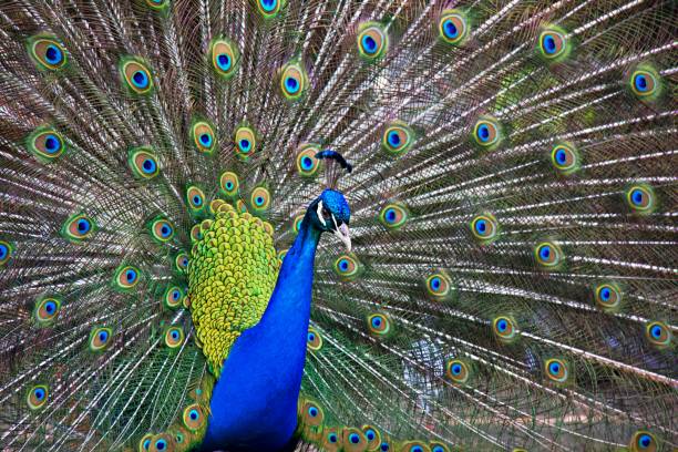 istock Beautiful peacock in love with bright colors . 1490597091