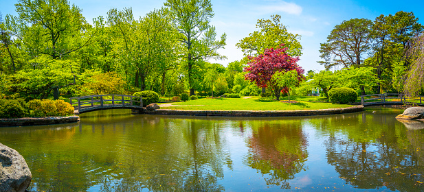 Japanese Garden at Roger Williams Park, Providence, Rhode Island, pond, red maple, and green willow trees on the hill